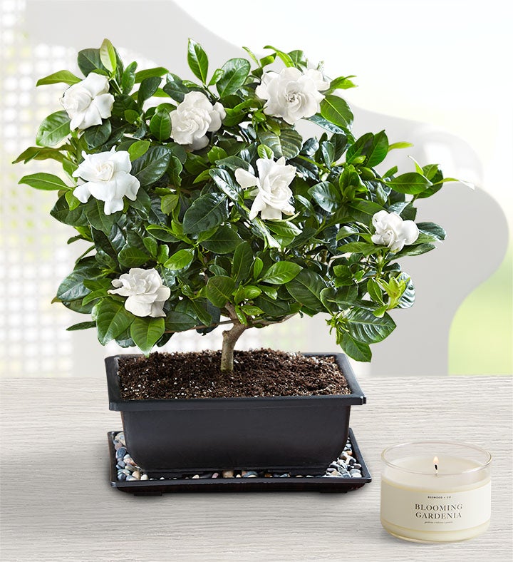 Gardenia Facts, Meaning, and Care | Petal Talk