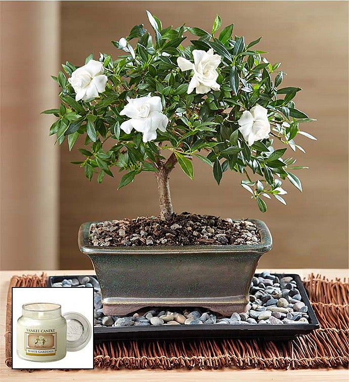 Gardenia Bonsai