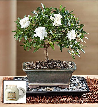 Bonsai Tree Plant Delivery Bonsai Gifts 1800flowers