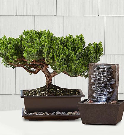 See the tiny tools required for the ancient art of bonsai