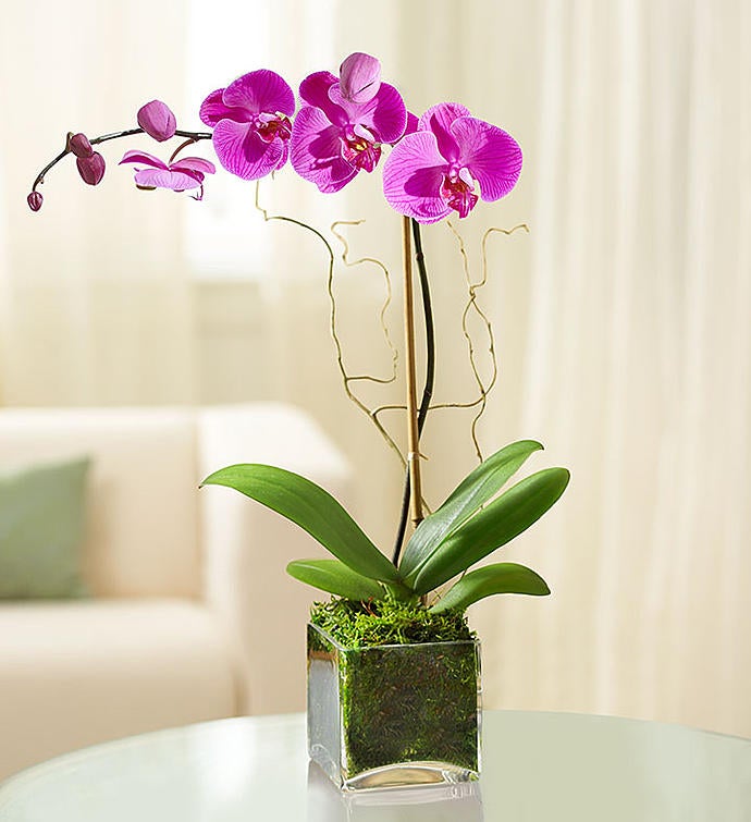 Buy Phalaenopsis Orchid, Yellow - Plant online from Nurserylive at lowest  price.