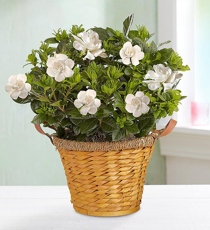 Blooming Gardenia Plant in Basket