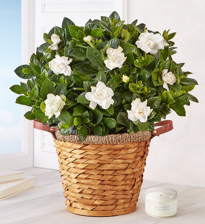 Blooming Gardenia Plant in Basket