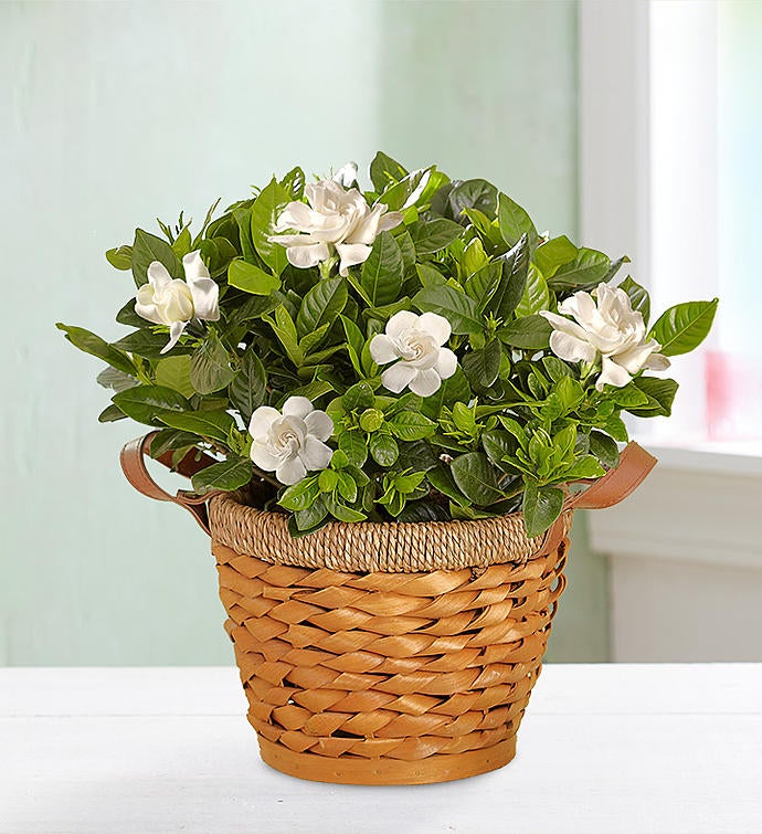 Blooming Gardenia Basket