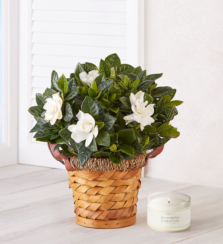 はな Blooming Gardenia Plant in Basket from 1-800-FLOWERS.COM