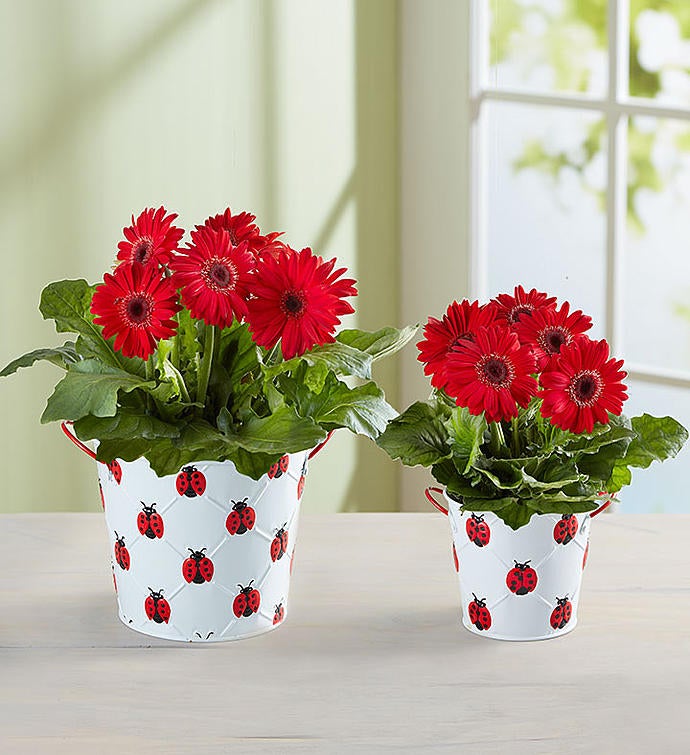 Lucky Ladybug Gerbera Daisy
