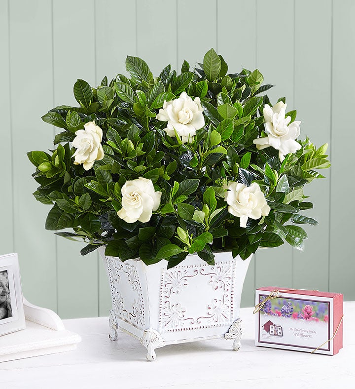 Grand Gardenia™ for Sympathy