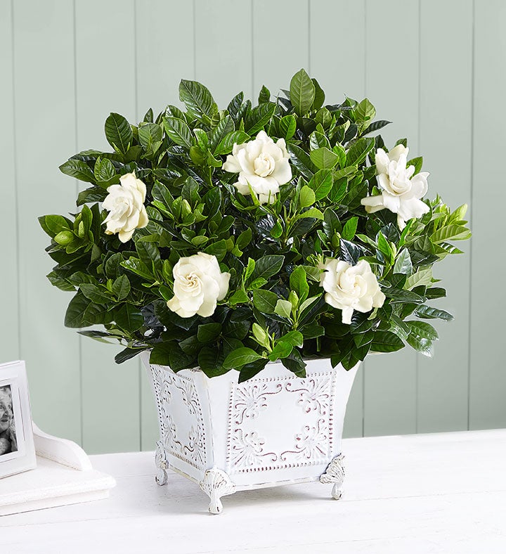 Grand Gardenia™ for Sympathy