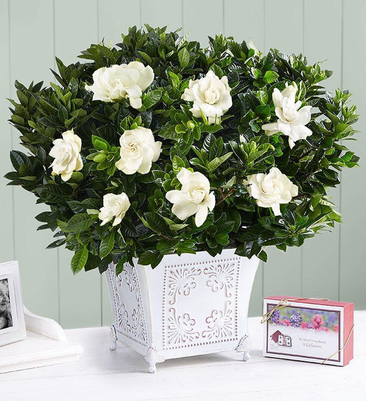 Grand Gardenia™ for Sympathy