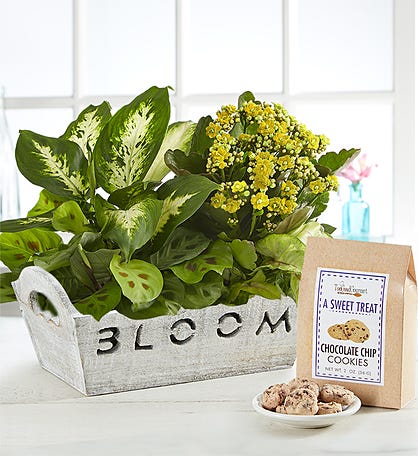 Mother's Day Gifts Mom Will Love - Willow Bloom Home