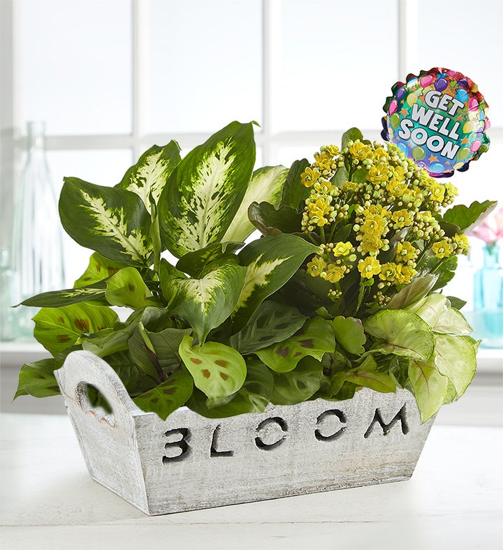 Send a Smile Dish Garden