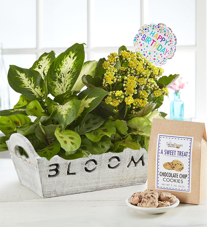 Personalised Planter Birthday Design 3 Gift Idea Present Mum Friend Grandma  Family - Etsy