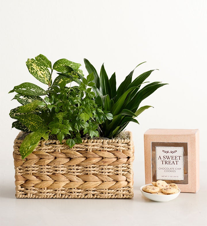 Botanical Dish Garden
