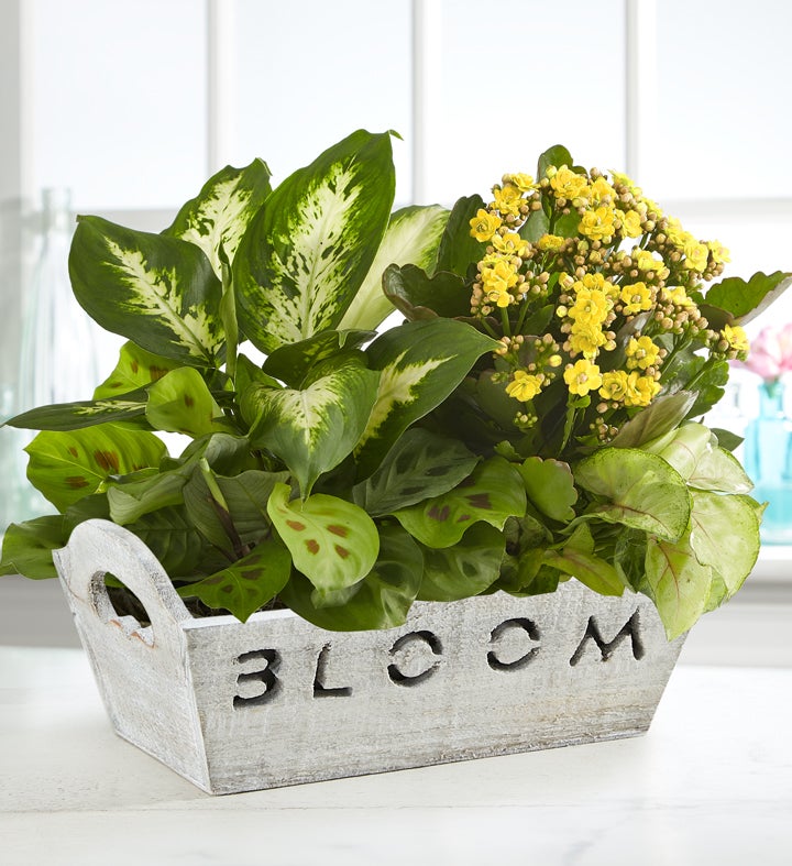 Bloom Dish Garden