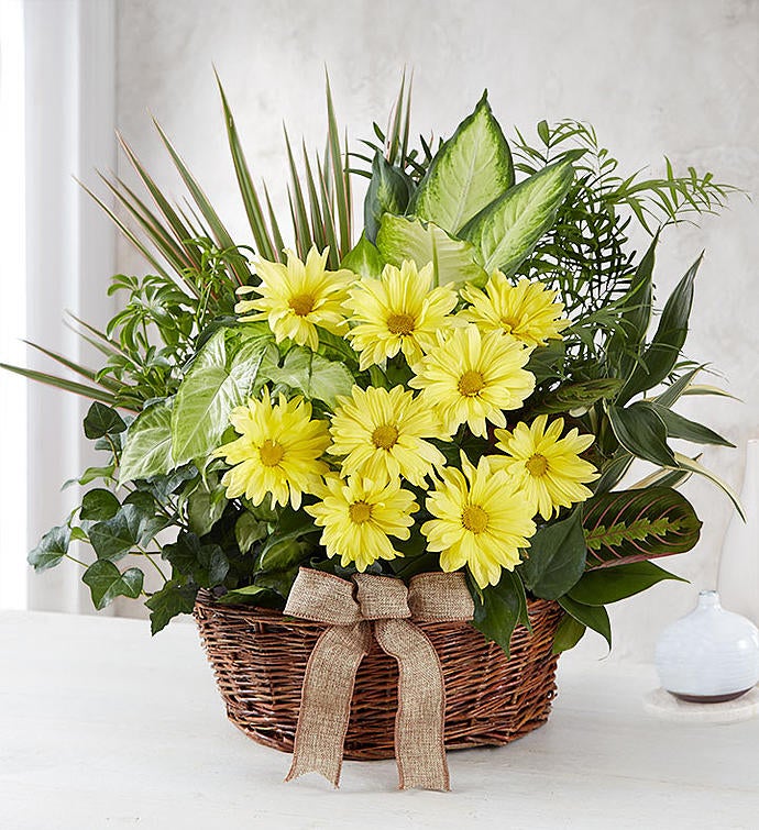 Dish Garden With Fresh Cut Flowers For Sympathy