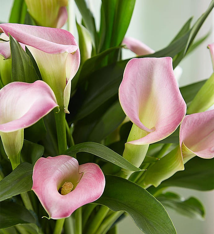 Elegant Calla Lily from