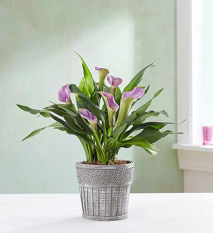 Elegant Calla Lily