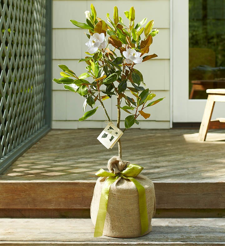 Magnolia Tree for Sympathy from