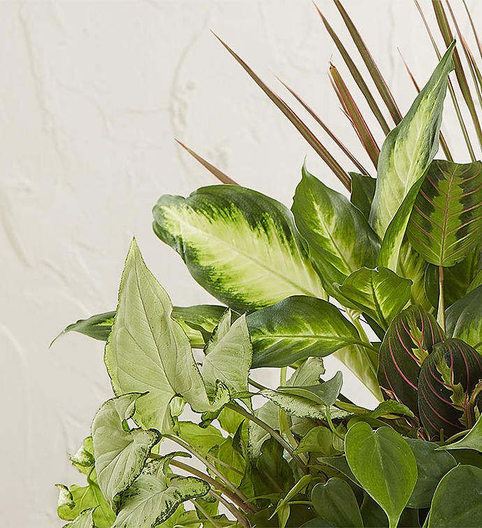 Classic Dish Garden for Sympathy