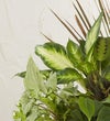 Classic Dish Garden for Sympathy
