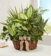 Classic Dish Garden for Sympathy