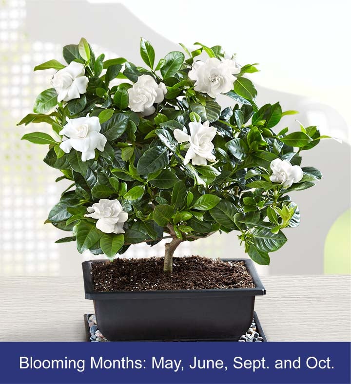 Gardenia Bonsai For Sympathy