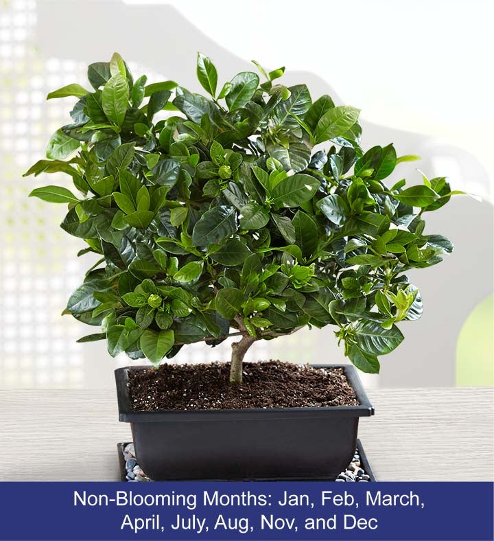 Gardenia Bonsai For Sympathy