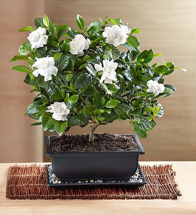 Comforting Gardenia Bonsai