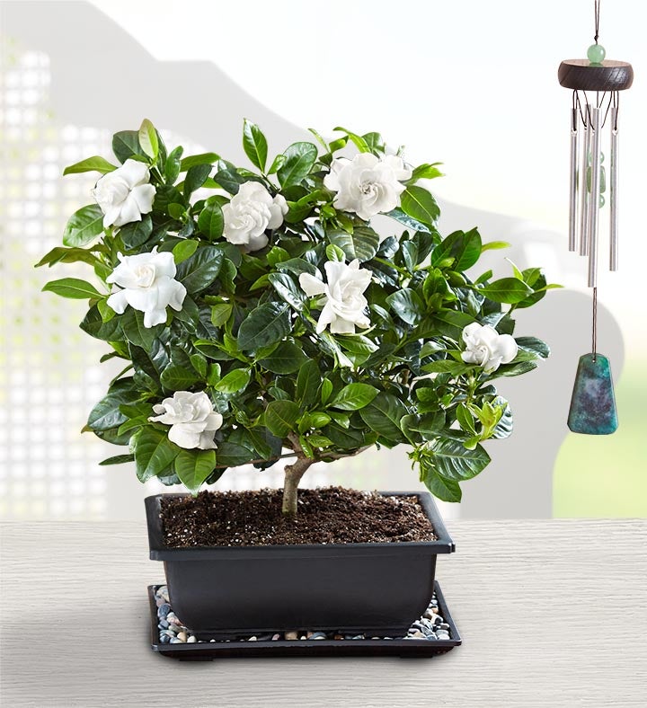 Gardenia Bonsai For Sympathy