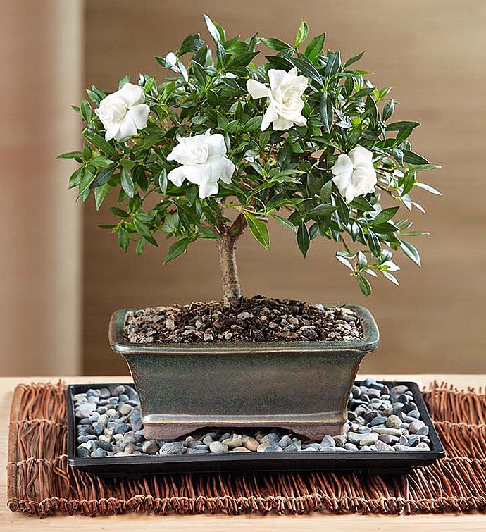 Gardenia Bonsai For Sympathy