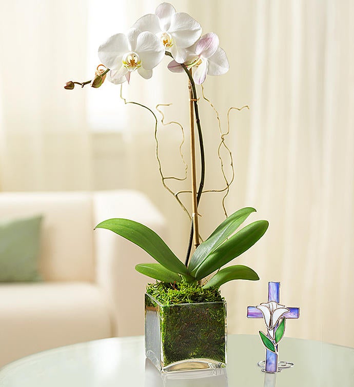 Elegant Orchid for Sympathy