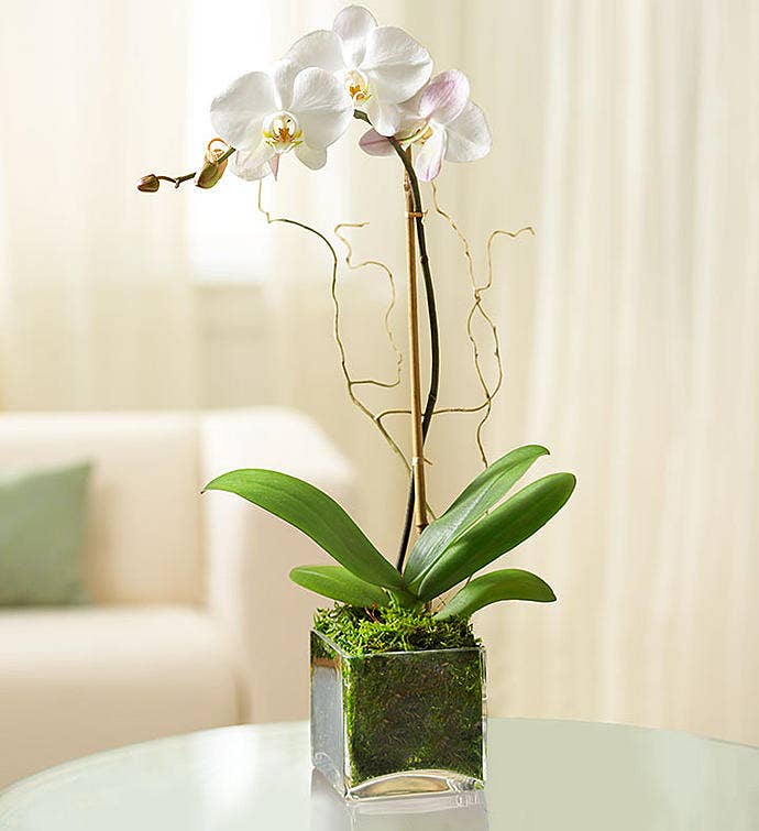 White Orchid