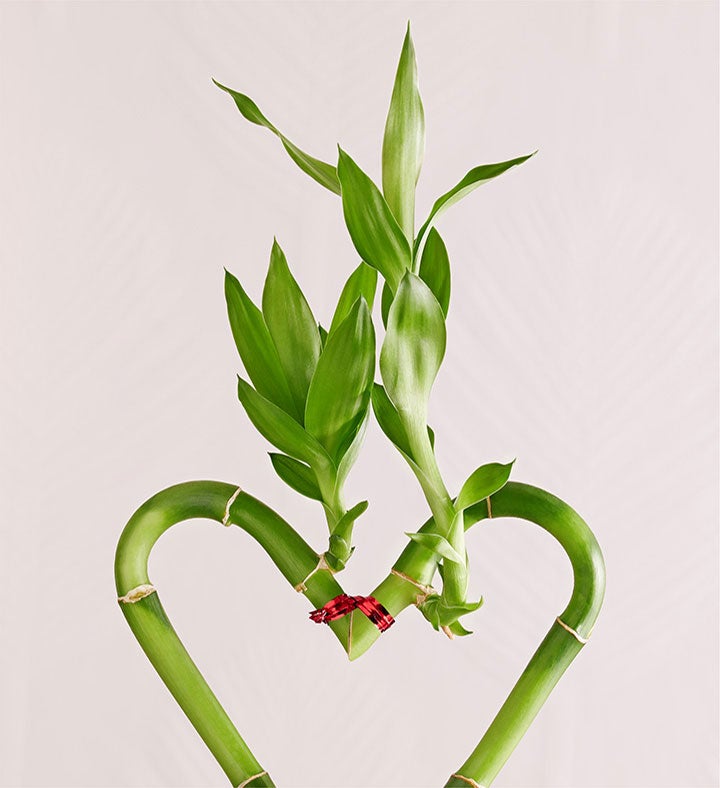 Sweetheart Bamboo for Mother’s Day