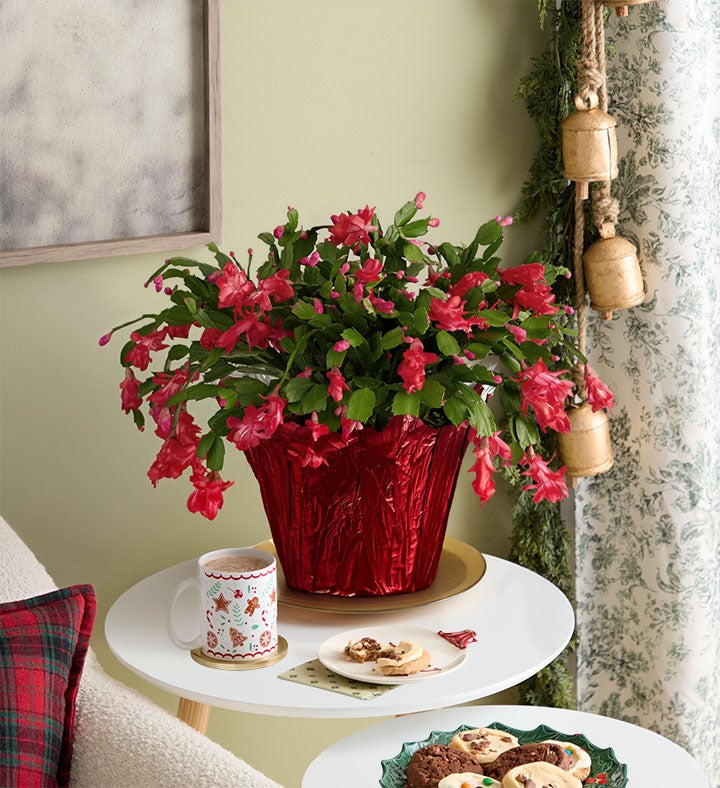 Christmas Cactus