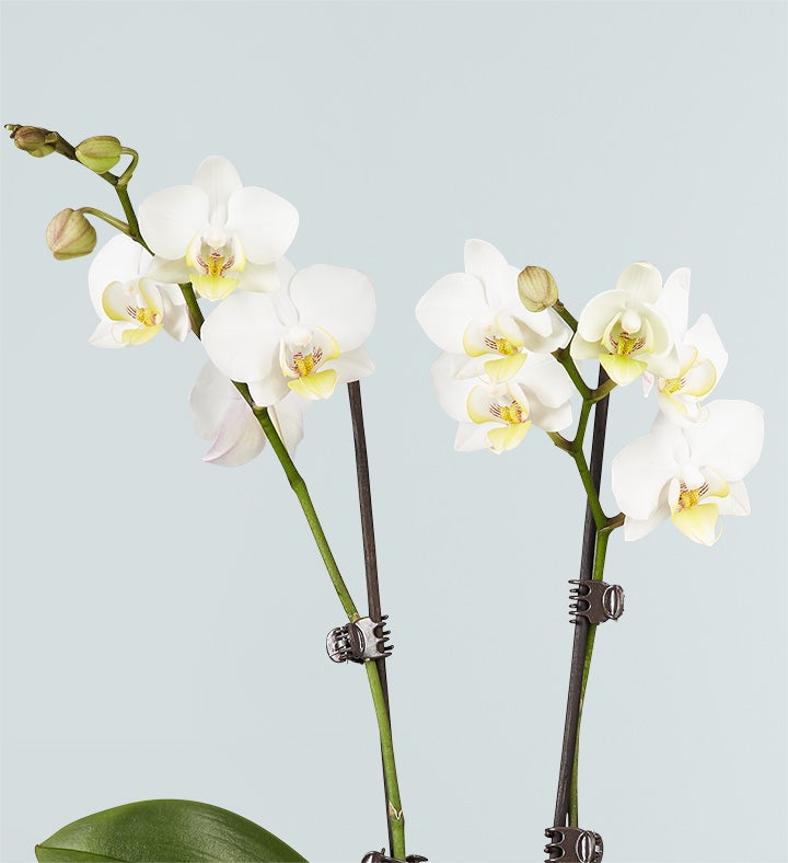 Double White Orchid Plant for Sympathy