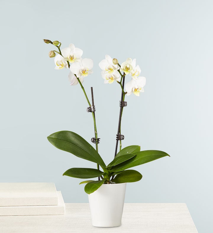 Double White Orchid Plant