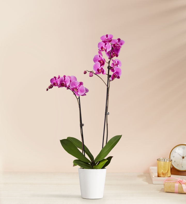 有名な高級ブランド Purple Double Orchid 1800flowers.com | Plant 小物