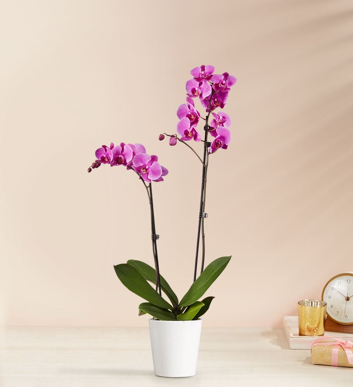 Double Purple Orchid Plant