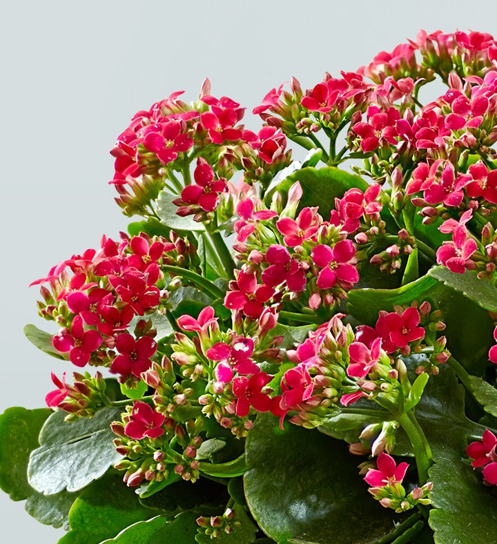 Kalanchoe Plant