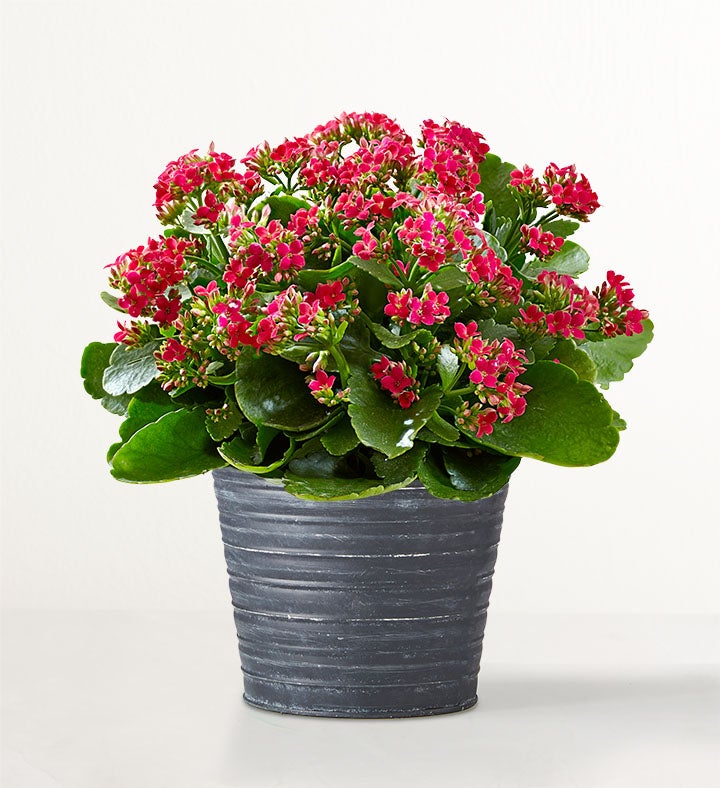 Kalanchoe Plant