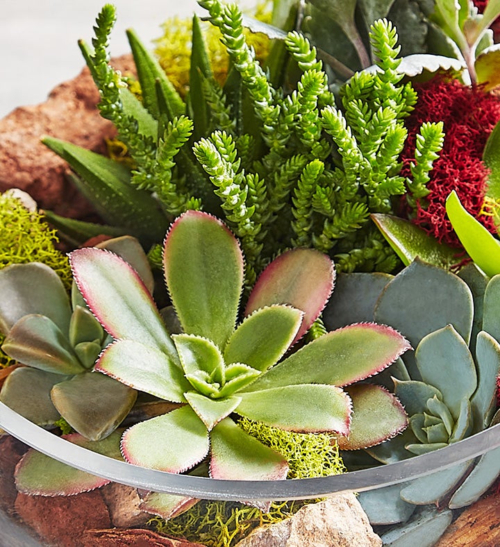 One of a Kind Succulent Garden | Unique Succulent Garden One of a Kind Succulent Garden | Unique Succulent Garden
