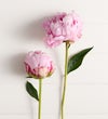 Precious Peony Bouquet