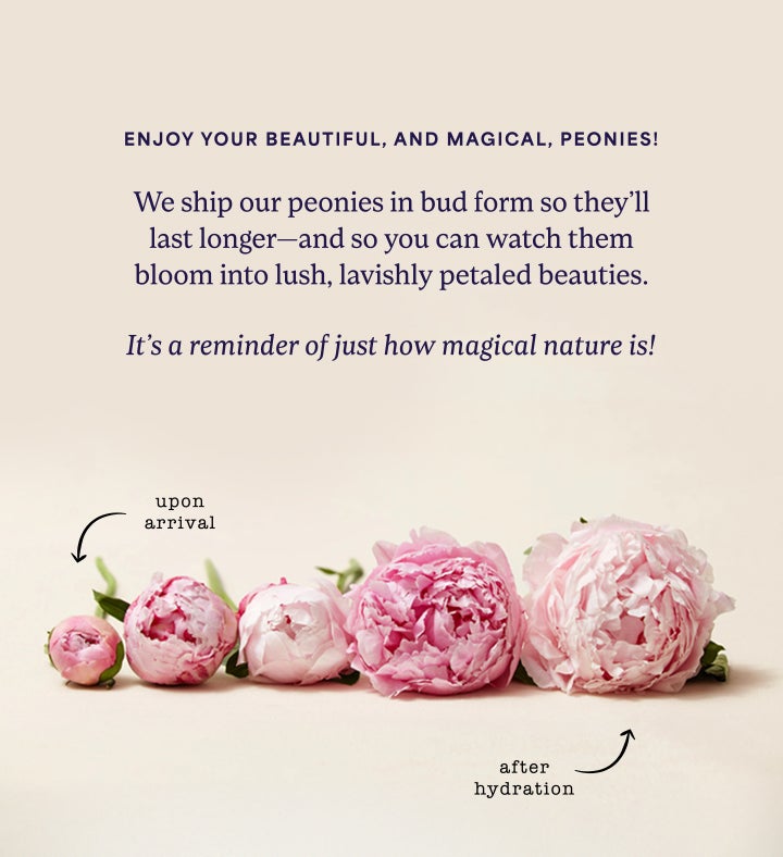 LoveShackFancy Rosa Beaux