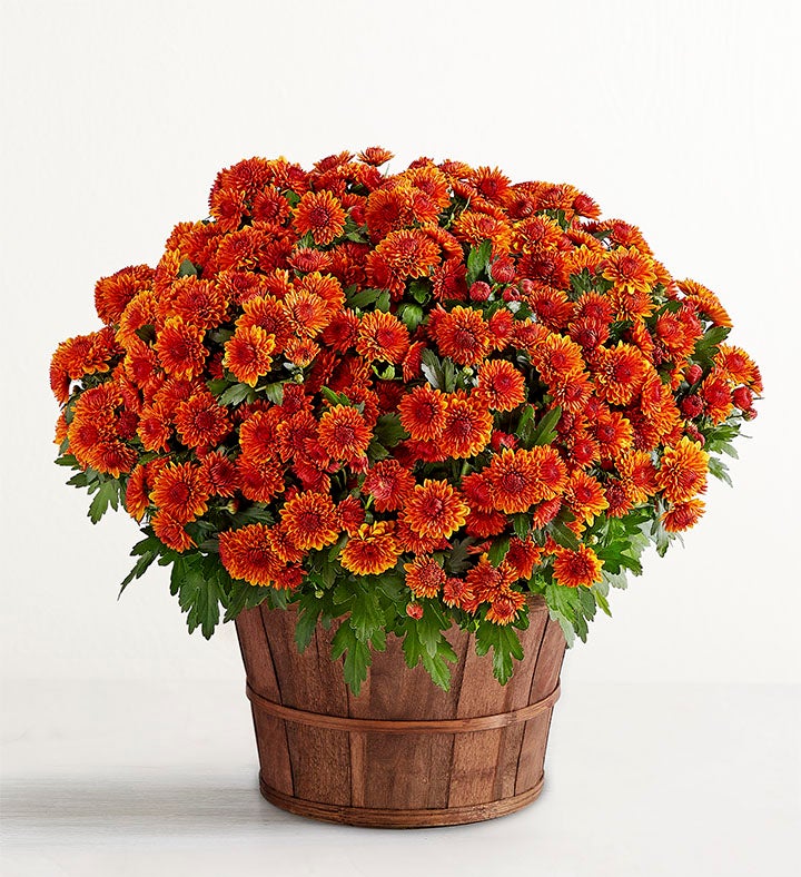 ❤︎　M Fall Mum Plant 8