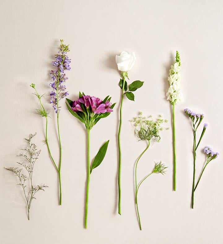 Lavender Embrace™