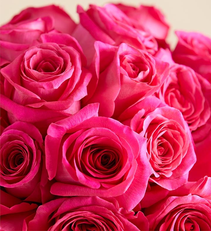 Contemporary Hot Pink Roses