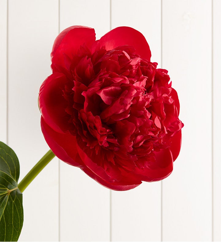 Red Charm Peony Bouquet