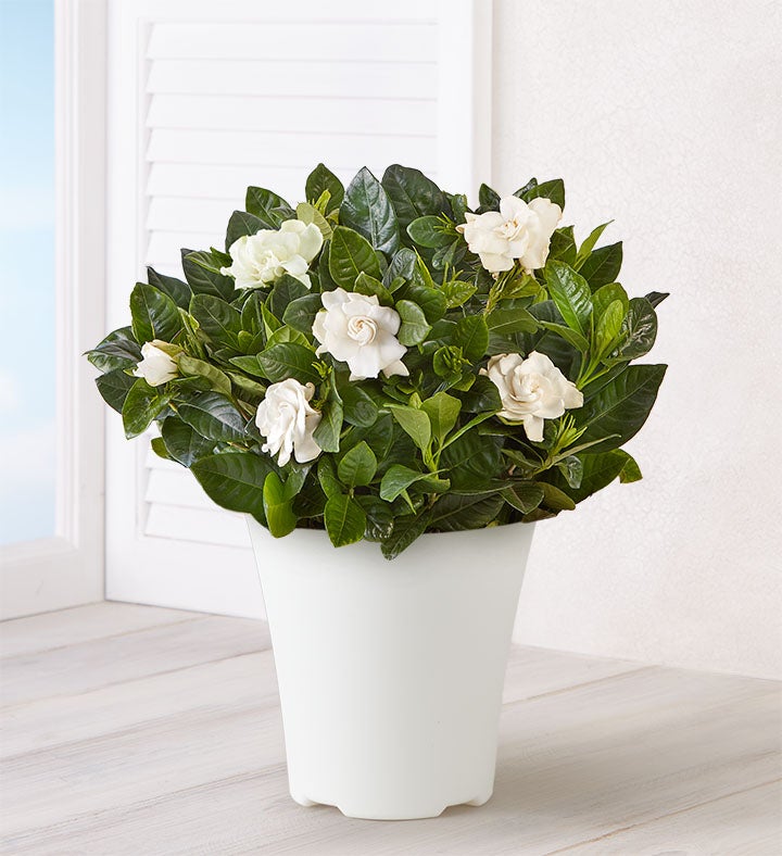 Blooming Gardenia Plant for Sympathy