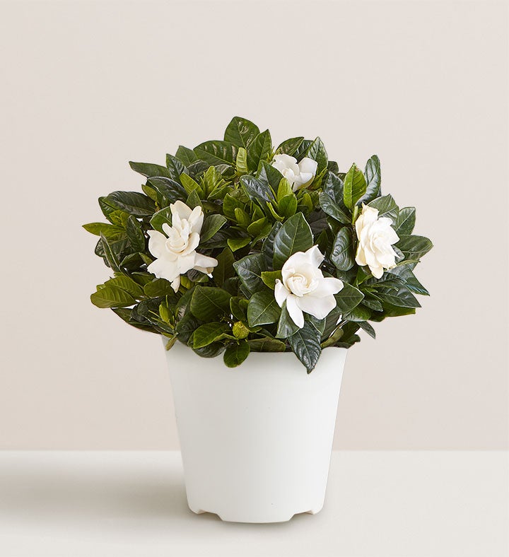 Blooming Gardenia Plant