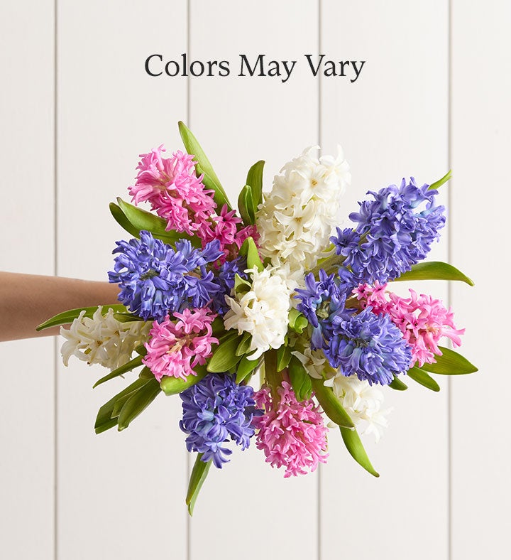 Hyacinth Bouquet, 12 Stems